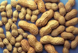 Peanuts / கச்சான்