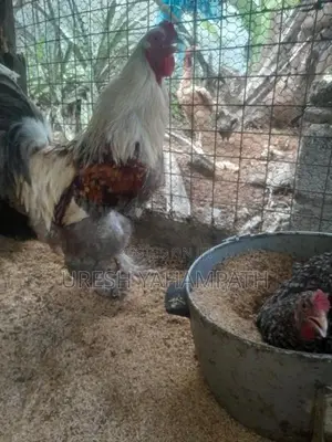 රා ම කුකුලා