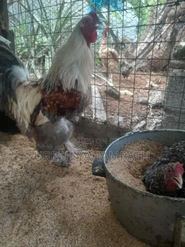රා ම කුකුලා