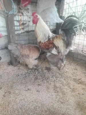රා ම කුකුලා
