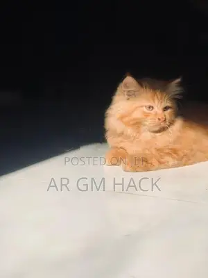 Ginger Persian Kitten
