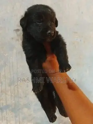 German sherpad puppy