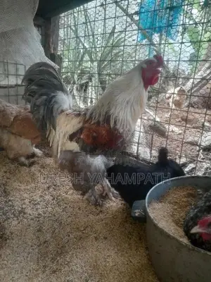 Brahma chicken