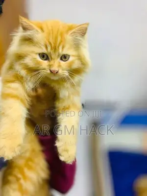 Ginger Persian Kitten