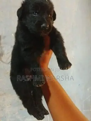 German sherpad puppy