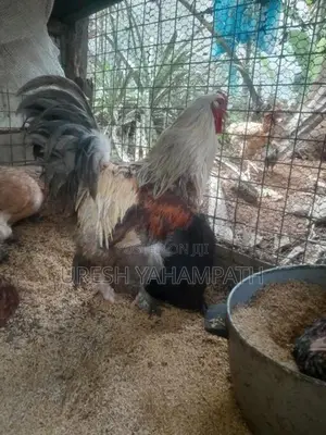 Brahma chicken