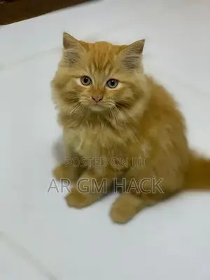 Ginger Persian Kitten