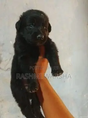German sherpad puppy