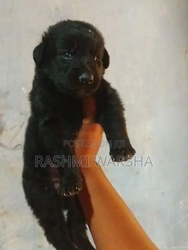 German sherpad puppy