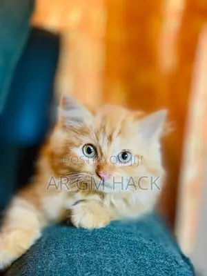 Ginger Persian Kitten