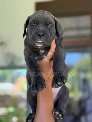 Cane Corso Puppies