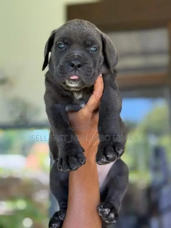 Cane Corso Puppies