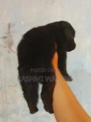 German sherpad puppy