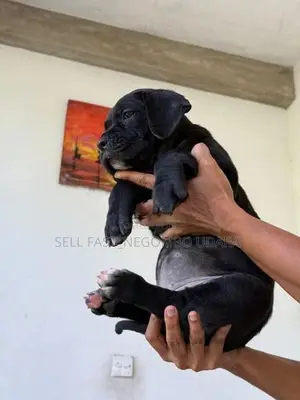 Cane Corso Puppies