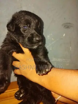 German sherpad puppy