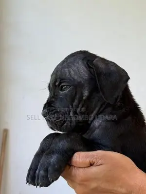 Cane Corso Puppies