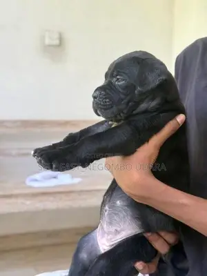 Cane Corso Puppies
