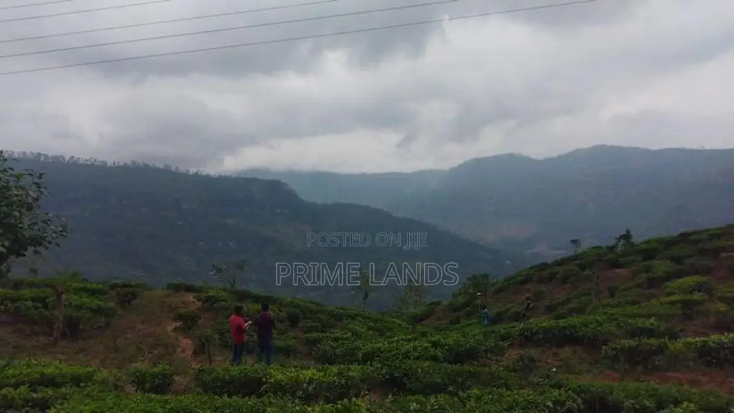 Valuable Land For Sale In Pussellawa Wahurupitiya