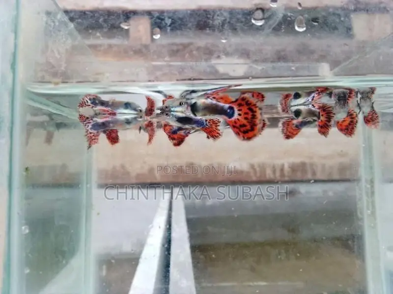 Elephant Ear Guppy