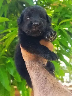 German Shepherd Longcoat Lion