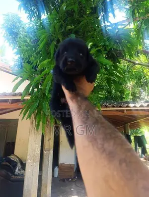 German Shepherd Longcoat Lion