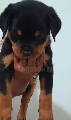 Rottweiler Puppy
