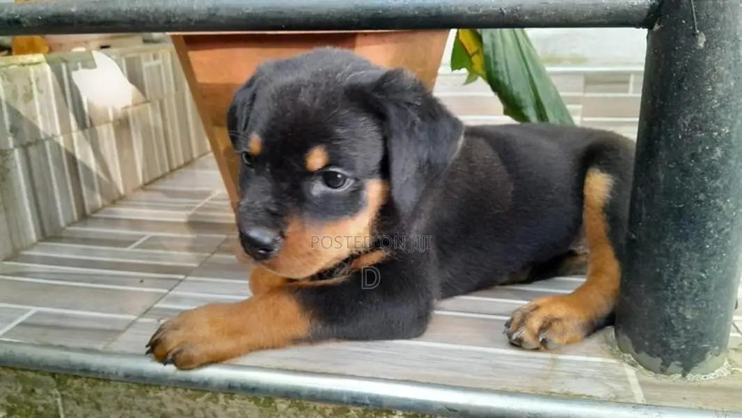 Rottweiler Puppy