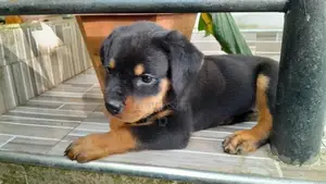 Rottweiler Puppy