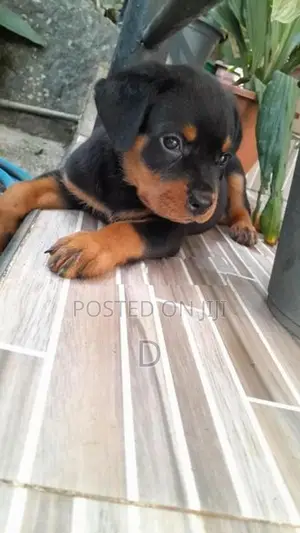 Rottweiler Puppy
