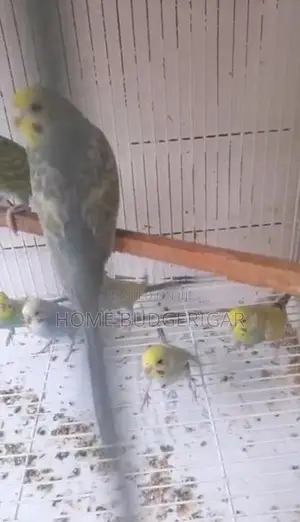 Rainbow Lovebirds