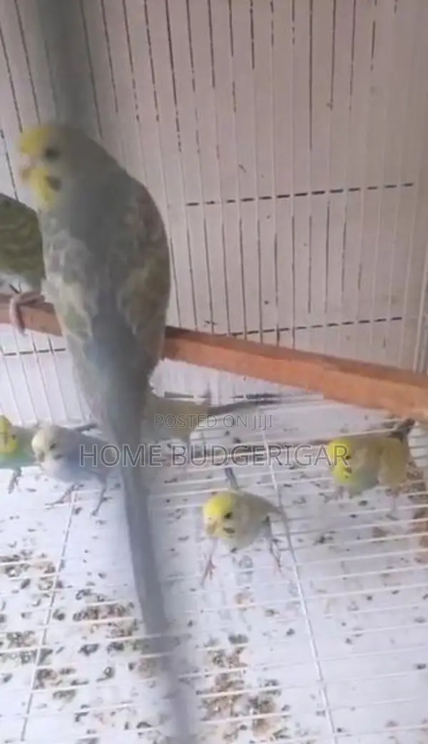 Rainbow Lovebirds
