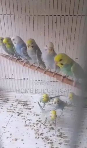 Rainbow Lovebirds