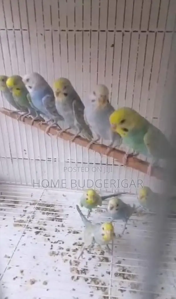 Rainbow Lovebirds