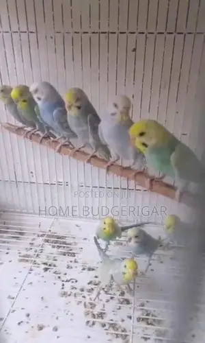 Rainbow Lovebirds
