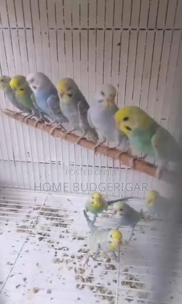 Rainbow Lovebirds