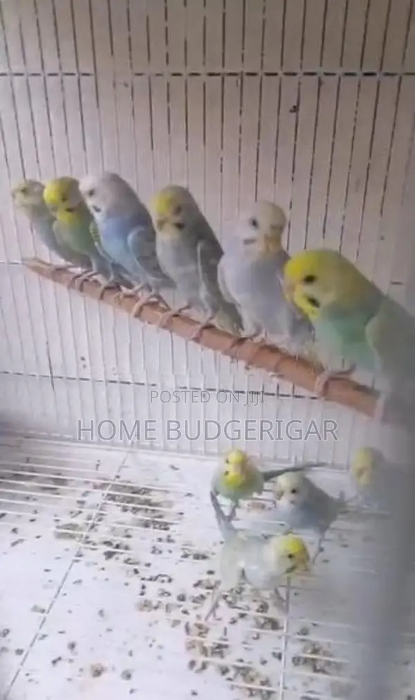 Rainbow Lovebirds
