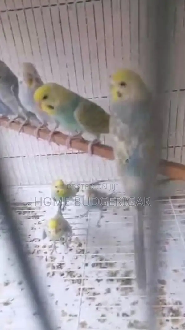 Rainbow Lovebirds