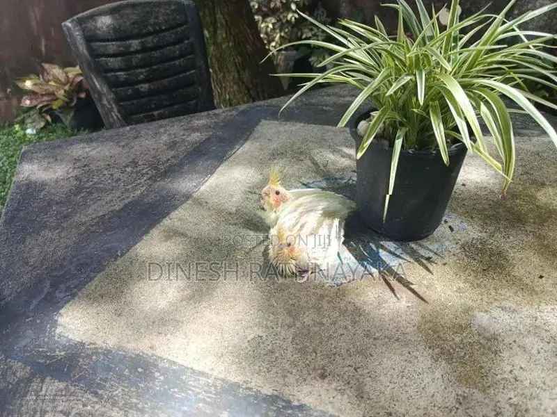 Cockatiel Birds