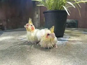 Cockatiel Birds