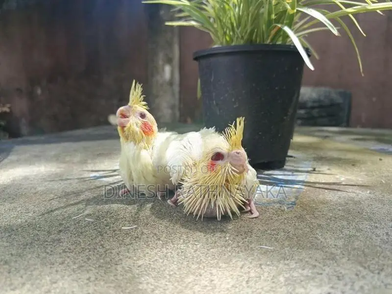 Cockatiel Birds