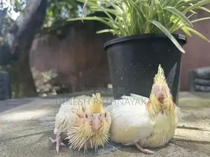 Cockatiel Birds