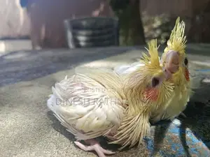 Cockatiel Birds
