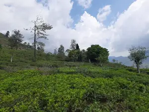 Mountain view land for sale in Pundaluoya