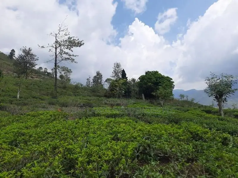 Mountain view land for sale in Pundaluoya