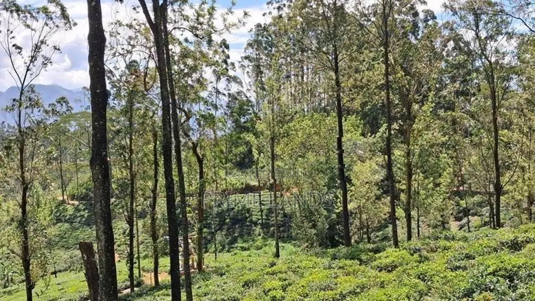 Land For Sale In Pussellawa Delta Estate