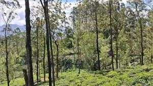Land For Sale In Pussellawa Delta Estate