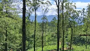 Valuable Land For Sale In Pussellawa Delta Estate