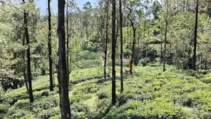 Land For Sale In Pussellawa Delta Estate