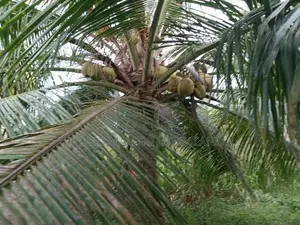 Coconut Land For Sale Vitharandeniya Thangalla