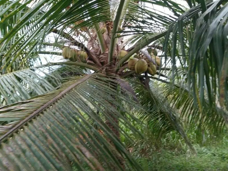 Coconut Land For Sale Vitharandeniya Thangalla